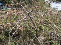 ova Gussonea-20110529 140